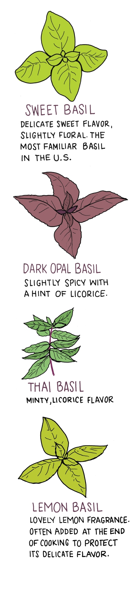 Types of Basil 